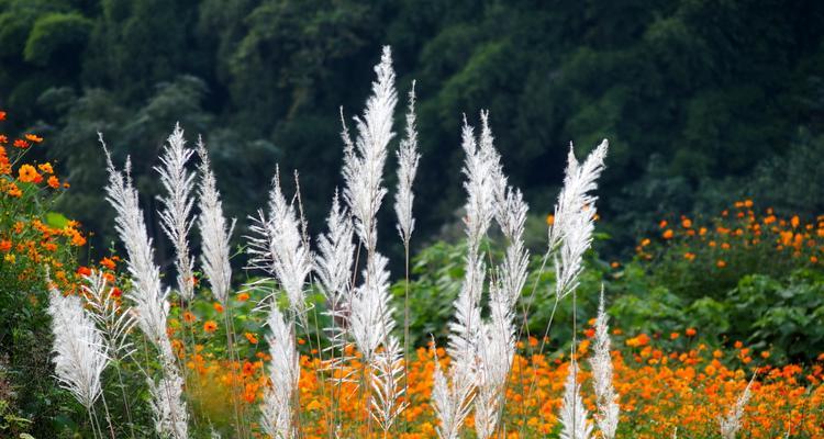 中秋时节的花——传递团圆与美好的寓意（一起品味中秋的芬芳）