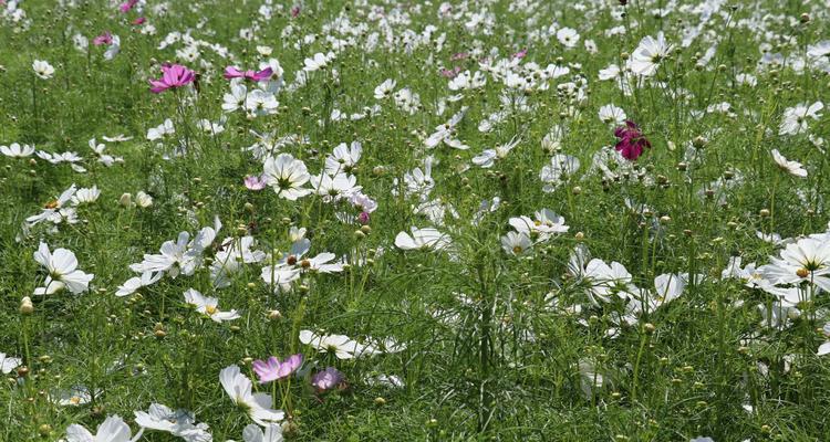 中秋时节的花——传递团圆与美好的寓意（一起品味中秋的芬芳）