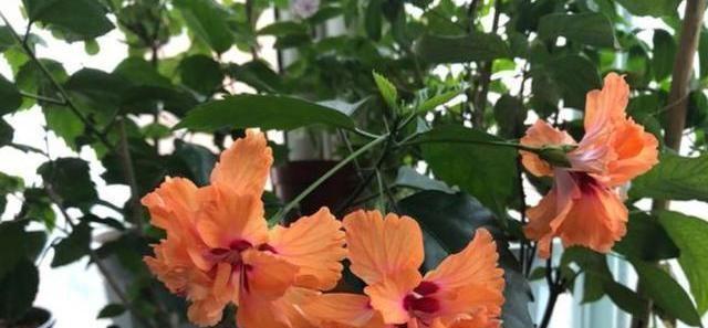 扶桑花卉怎么养（盆栽扶桑花的养殖方法）