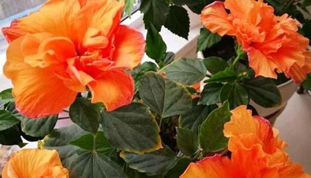 扶桑花卉怎么养（盆栽扶桑花的养殖方法）