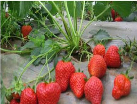 草莓种子的种植方法（从选种到收获）