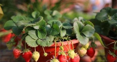 草莓种子的种植方法（从选种到收获）