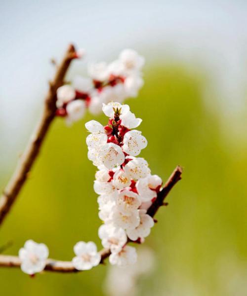 中国春天开的花有哪些（代表春天的花卉大全）