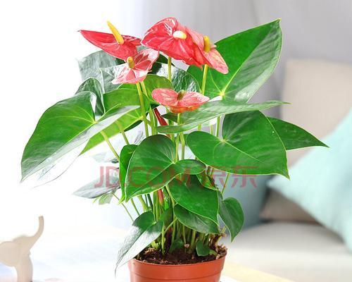 一帆风顺绿植怎么养（一帆风顺的栽培技术）