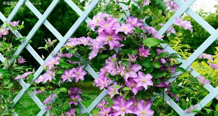 推常绿藤本植物有哪些（常见的绿化性藤本花卉品种）