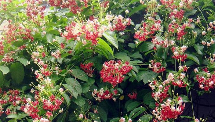 推常绿藤本植物有哪些（常见的绿化性藤本花卉品种）
