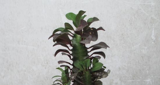 龙骨花的养殖方法有哪些（盆栽龙骨是最适合龙骨的）