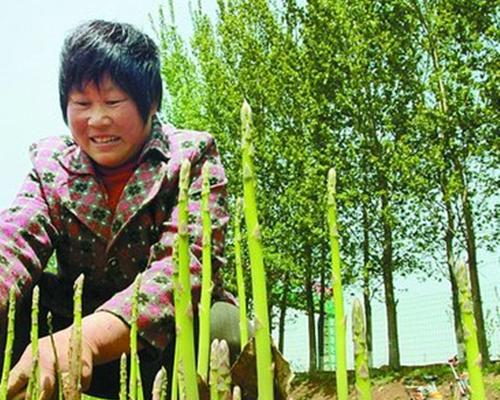 芦笋种子什么时候播种（芦笋种植时间及方法）