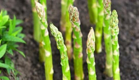 芦笋种子什么时候播种（芦笋种植时间及方法）