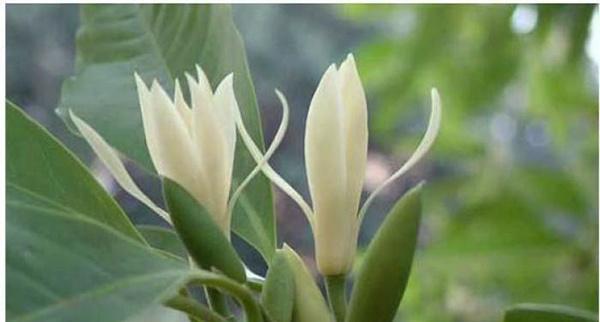 黄角兰的养殖方法和注意事项（黄角兰的繁殖和栽培管理）