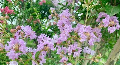 紫薇花期有多长（有关紫薇花开花时间）