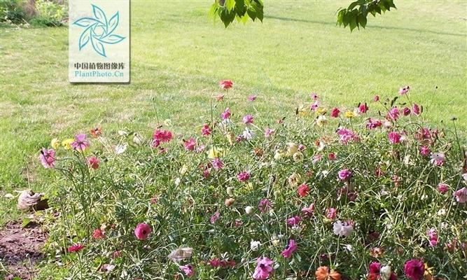 花毛樱种球种植方法（新手种花毛樱桃的步骤）