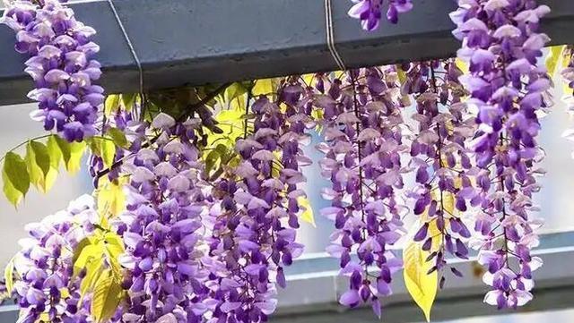 紫藤花一年开几次花（紫藤花开花的时间）