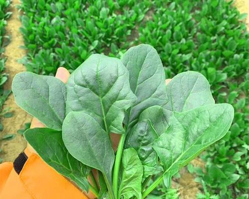 6月份种什么蔬菜最合适（盘点六种适合6月份种的蔬菜）