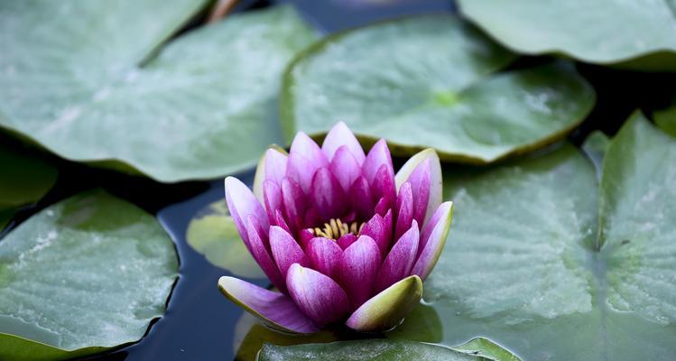 香槟睡莲的花语——奢华与纯洁的完美结合（花开如梦）