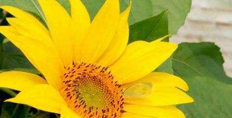 向日葵的花语——幸福与希望（传递阳光的花朵）