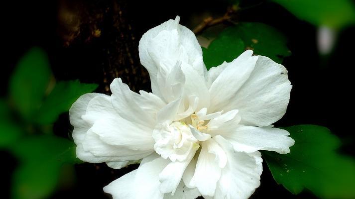 以象征老师的花——莲花的深邃启示（赞颂教育者的高尚品质与孜孜不倦精神）