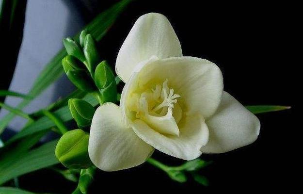 小苍兰（小苍兰的花语及其象征的含义）