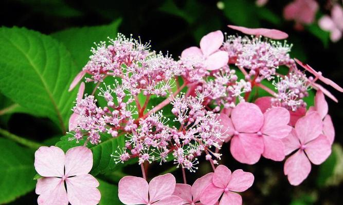 绣球花的花语与象征意义（细数绣球花的不同寓意）