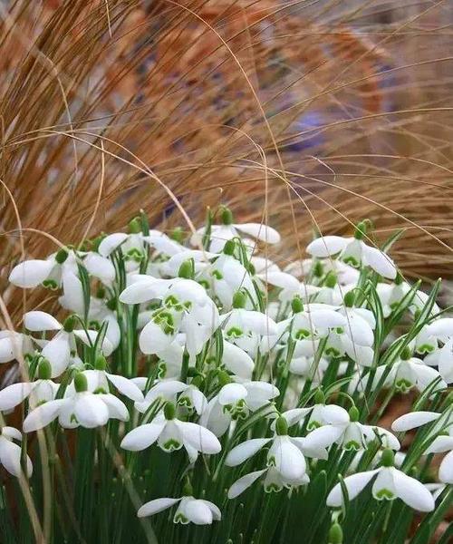 雪滴花（雪滴花传说与其神奇的花语）