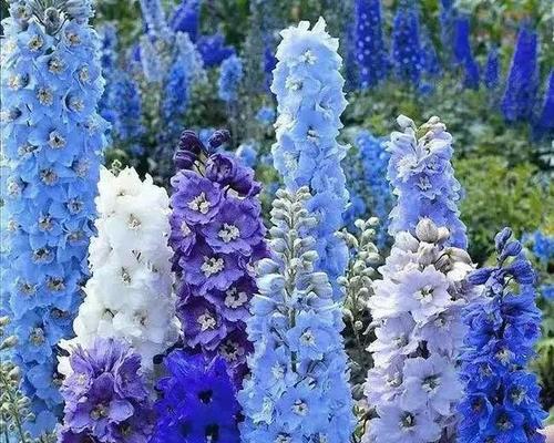 熏衣草花语与寓意——自由、宁静与爱的象征（探索熏衣草花语的深意）