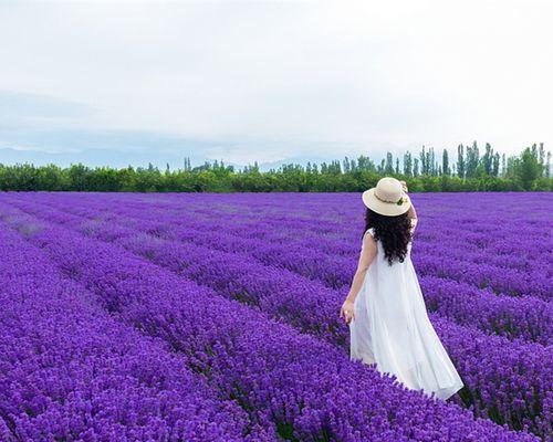 薰衣草花语探秘——浪漫与宁静（解读薰衣草花语的深层寓意）