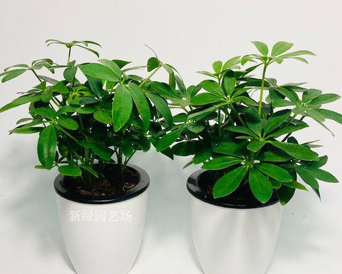 鸭脚木的寓意与人生哲学（以鸭脚木寻找内心的力量和坚韧不拔的品质）