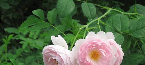 野蔷薇花语与其代表意义的探索（揭示野蔷薇花的神秘语言）