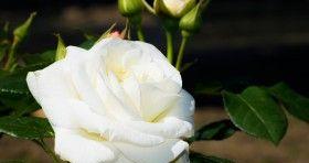 白玫瑰的象征意义与传承（探究白玫瑰的美丽与纯洁）