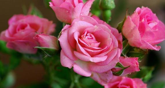 一朵粉玫瑰的象征意义（揭示粉玫瑰的浪漫）