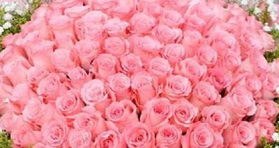 粉色玫瑰花语（探寻粉色玫瑰花的含义和象征）