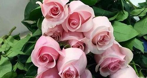 粉色玫瑰花语（探寻粉色玫瑰花的含义和象征）