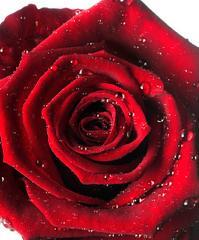 红玫瑰的象征意义及其传承（一朵红玫瑰）
