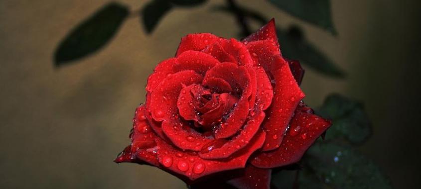 红玫瑰的象征意义及其传承（一朵红玫瑰）