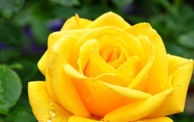 一朵黄玫瑰的意义（探寻黄玫瑰背后的象征和内涵）