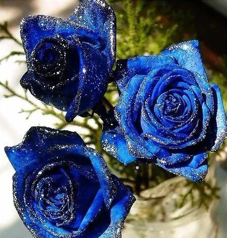 神秘的蓝色花朵——蓝玫瑰的象征意义（揭示蓝玫瑰背后的神秘力量与浪漫情怀）