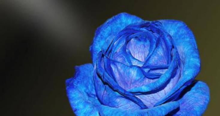 一朵蓝色妖姬的花语与魅力（探寻蓝色妖姬花的花语与美丽）