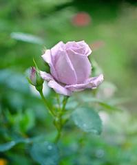 紫玫瑰的神秘象征意义（揭开紫玫瑰背后的情感密码）