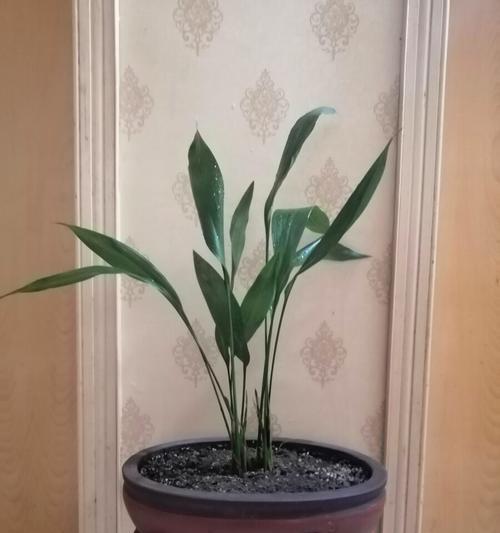 一叶兰，坚韧生命之花（探寻一叶兰的花语与寓意）