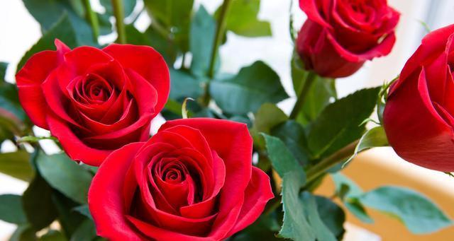 红玫瑰的象征意义（揭示红玫瑰的浪漫与热情）