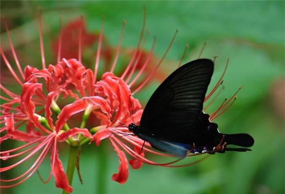 依米花-爱与祝福的象征（探索依米花花语的深意）