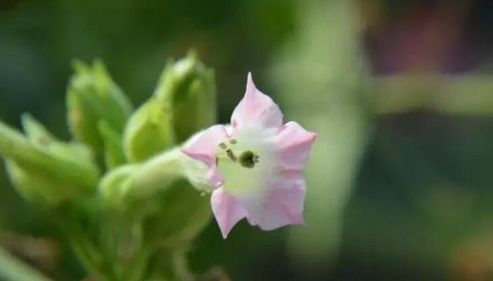 依米花-爱与祝福的象征（探索依米花花语的深意）