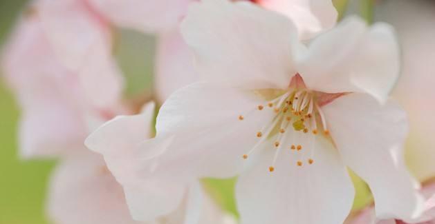 樱花的花语和传说（探索樱花的美丽花语与神秘传说）