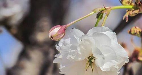 樱花的花语和传说（探索樱花的美丽花语与神秘传说）