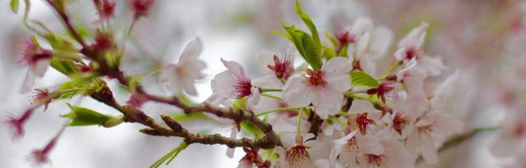 樱花的花语和象征意义（探寻樱花背后的美丽与哲思）