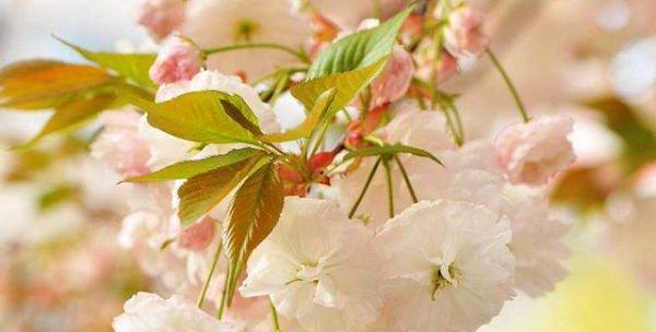 樱花的花语（浪漫如春之吻）