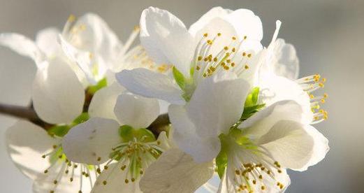 樱花的花语和寓意——探寻自然之美的感悟（春天的祝福与美丽）