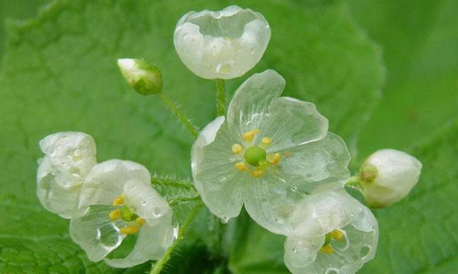 樱水晶——花开如梦（绽放的幸福）