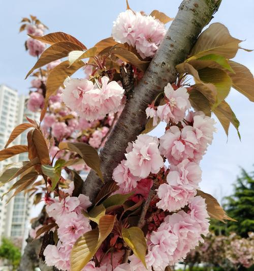 樱桃花的花语（盛开如梦）