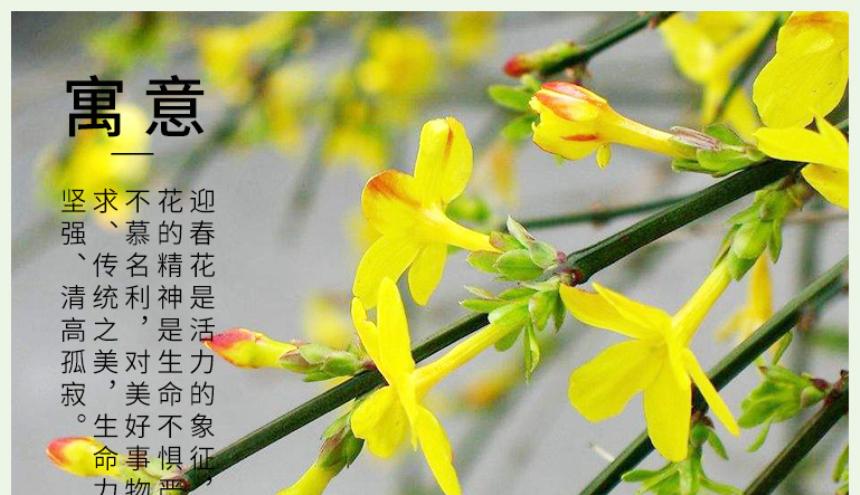 迎春花的花语之美——带来新的开始（迎春花的花语和寓意）